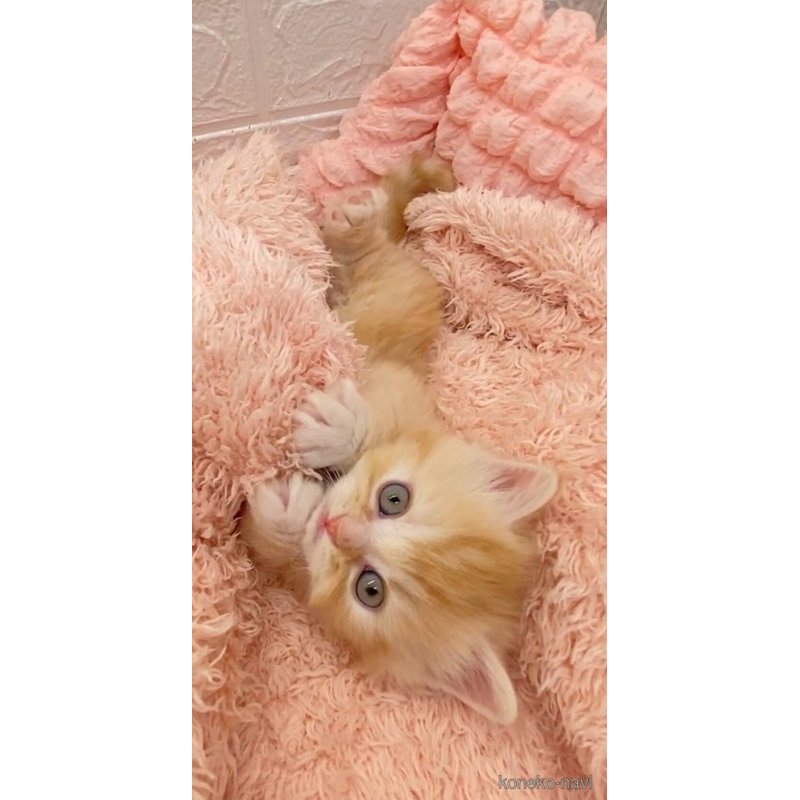 販売中の埼玉県のスコティッシュフォールド-121751の6枚目